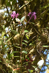 Fuchsia paniculata