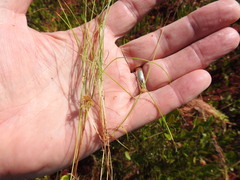 Carex billingsii