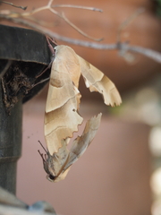 Marumba quercus