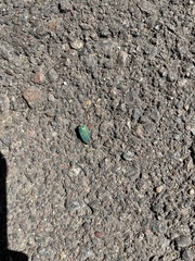Buprestis aurulenta