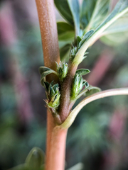 Amaranthus blitoides