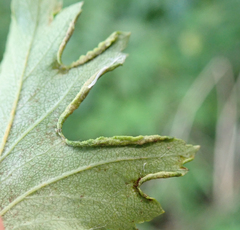 Phyllocoptes goniothorax