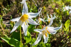 Erythronium montanum