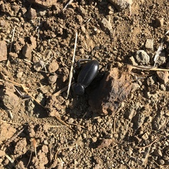 Eleodes grandicollis