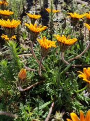 Gazania ciliaris