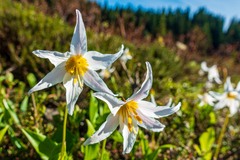 Erythronium montanum