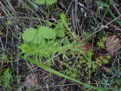 Sedum stenopetalum