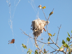 Stegodyphus dumicola