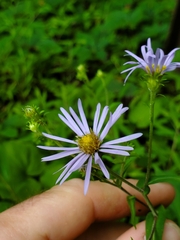 Symphyotrichum prenanthoides