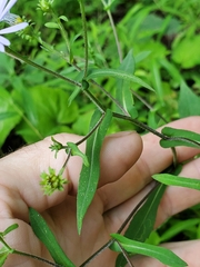 Symphyotrichum prenanthoides