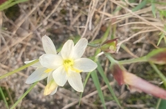 Iridaceae
