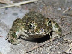 Bufotes viridis sitibundus