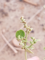 Atriplex sagittata