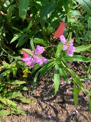 Physostegia virginiana