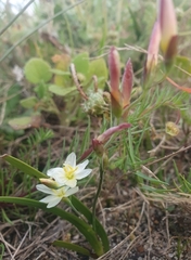 Iridaceae