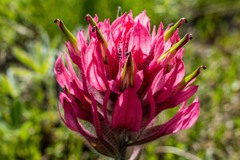 Castilleja parviflora oreopola