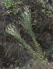 Heterotheca grandiflora