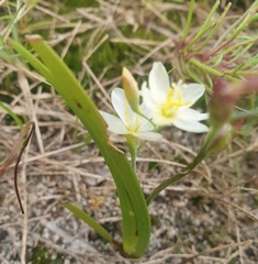 Iridaceae