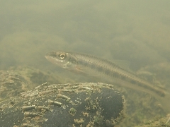 Erimystax dissimilis