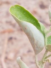 Atriplex sagittata