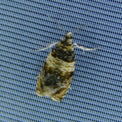 Celypha aurofasciana