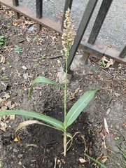 Sorghum