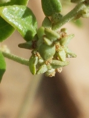 Atriplex sagittata