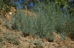 Salsola australis