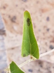 Atriplex sagittata