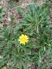 Cichorieae