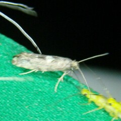 Acrolepiopsis assectella