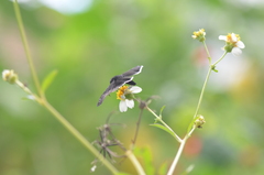 Erynnis tristis