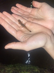 Dicamptodon tenebrosus