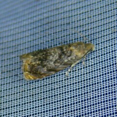 Grapholita janthinana