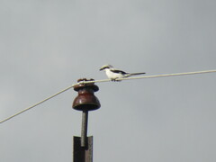 Lanius excubitor
