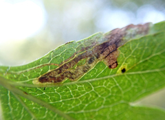 Stigmella oxyacanthella