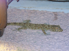 Tenuidactylus caspius