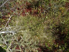 Carex billingsii
