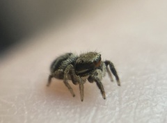 Habronattus coecatus