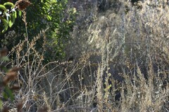 Malacothamnus fasciculatus