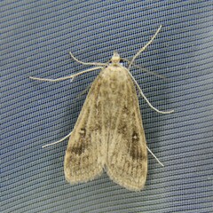 Parapoynx stratiotata