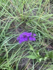 Verbena rigida