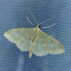 Idaea biselata