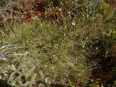 Carex billingsii