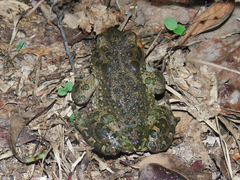 Bufotes viridis sitibundus