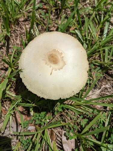 Chlorophyllum molybdites image