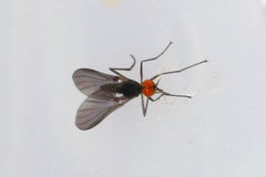 Rhamphomyia nigripennis