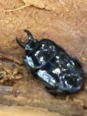 Histeridae