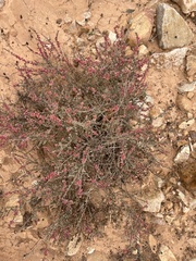 Rumex vesicarius