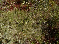 Carex billingsii